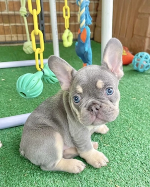 Französische Bulldoggen-Welpen verfügbar