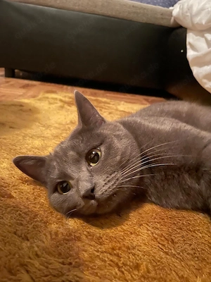 Britisch Kurzhaar Katze zu verkaufen