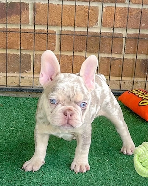 Französische Bulldoggenwelpen abholbereit