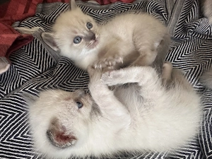 Heilige Birma kitten