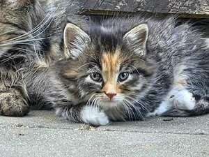 2 wunderschöne Maine Coon Mix Kitten (weiblich) suchen ein liebevolles Zuhause