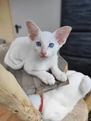 bezaubernder Kater mit strahlende blauen Augen 