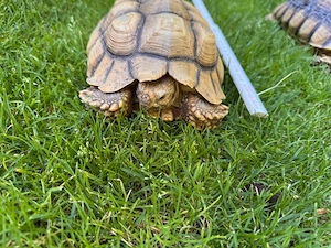 Spornschildkröten