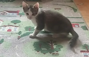 2 Kater abzugeben  geboren am 5.5.26 