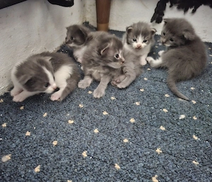 Reinrassige Main-Coon Kitten