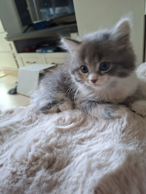Baby Kitten Perser-britisch Kurzhaar mix