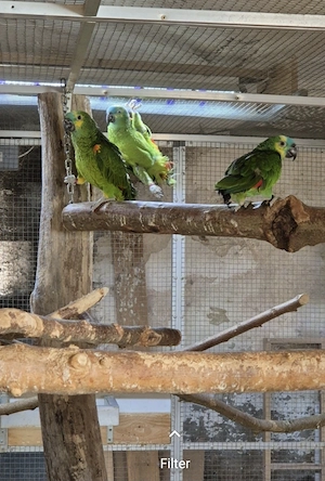 Blaustirnamazonen 
