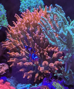 Anemone Sunburst