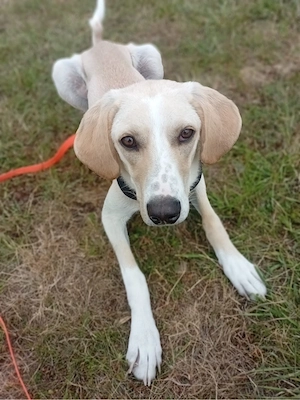 Freunde grosser Hunde sind gefragt - toller Junghund sucht sein zu Hause - Kennenlernen lohnt sich!!