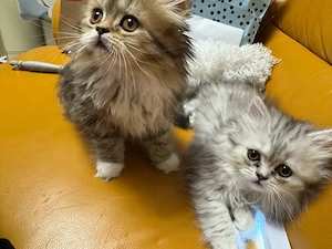 Zuckersüßes BKH-Perser-Mix Katzenmädchen  Kira  (geb. 3. Mai) sucht ein liebevolles Zuhause!