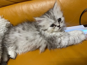 Zuckersüßes BKH-Perser-Mix Katzenmädchen  Rosie  (geb. 3. Mai) sucht ein liebevolles Zuhause!