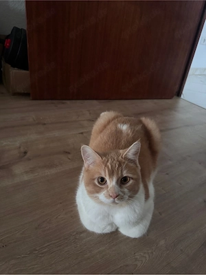 Kastrierter Kater sucht ein liebevolles Zuhause