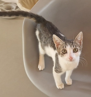Lucky & Lissy, 2 Katzenkinder nur in Wohnungshaltung