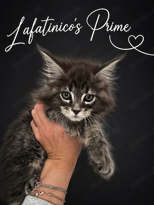 Maine Coon Kitten mit Stammbaum