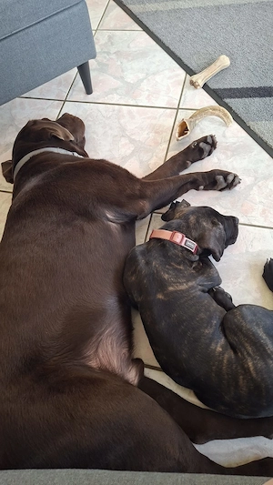 Cane Corso Welpe 11 Wochen alt 