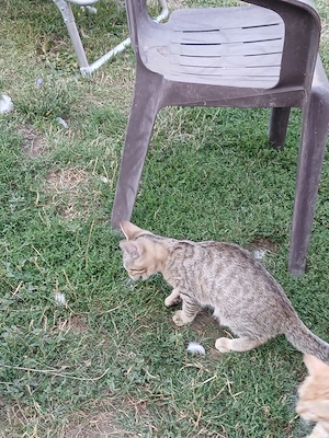 Junge Katzen 