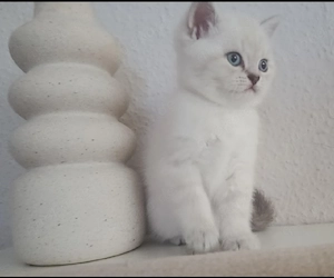 zauberhafte bkh kitten blue golden tabby point