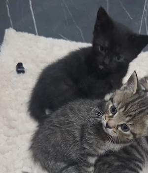 babykatze 