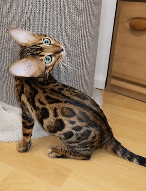 Bengal Kitten Bengalkatze Brown Rosetted Zauberhaft