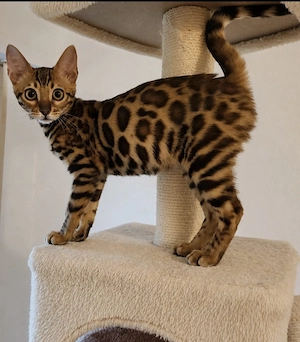Bengal Kitten Bengalkatze Brown Rosetted