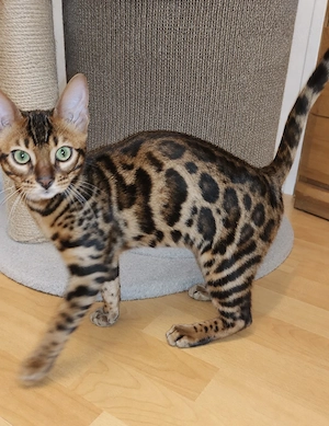 Bengal Kitten Bengalkatze Brown Rosetted Zauberhaft Bild 2