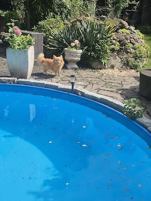 Chihuahua hündin 