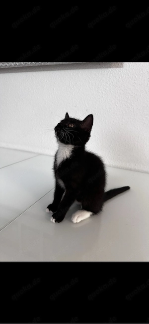 baby kater