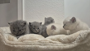 Süße kleine Britische Kurzhaar Katzen (1 Monat alt) bitte nur telefonisch melden !