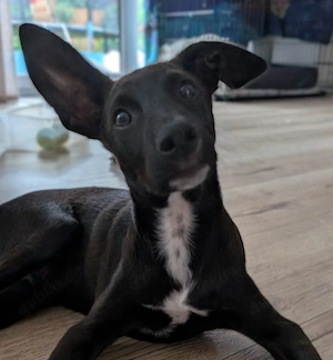 Chico und seine Geschwister suchen ihr FürImmerKörbchen