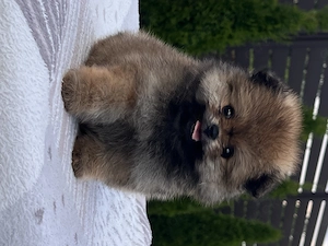 Exklusives mini Pomeranian spitz