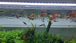 guppy schwarm ca 20 oder mehr Fische 