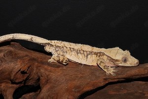 Kronengeckos - Correlophus ciliatus - verschiedene Morphen - Gecko