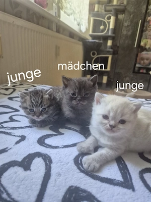 Bkh kitten