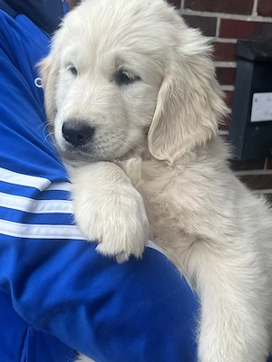     Golden Retriever Welpen suchen ein liebevolles Zuhause.