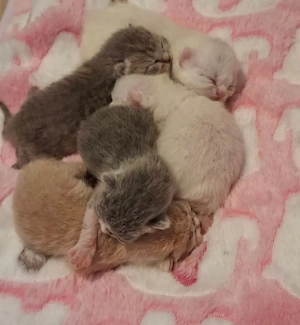 BKH Kitten 