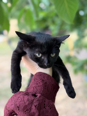  schwarze Katzen   