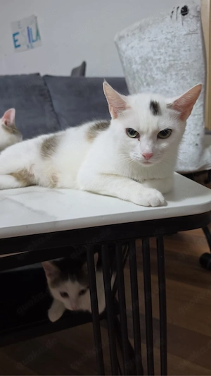 Süße Babykatzen + Mama abzugeben   