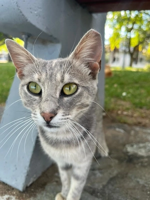 Katze Tierschutz kastriert Bundesweite Vermittlung 