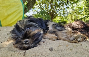 Unwiderstehliche Yorkie-Jungs