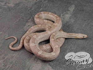 Kornnatter 0.1 Hypo Pewter het Lavender