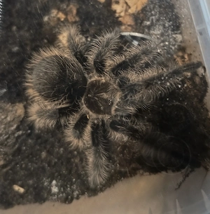 Tliltocatl albopilosus Nicaragua 