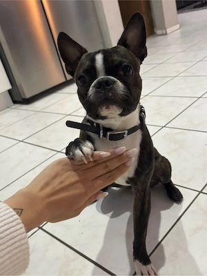 Boston Terrier Rüde 