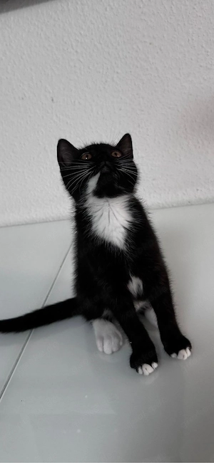 baby kater