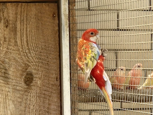 Rosella aus 2026 Bild 2