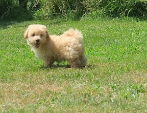 Maltipoo Welpen