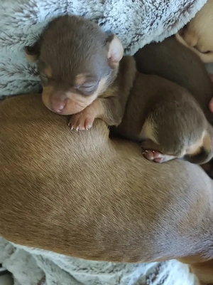 Chihuahua Welpe mini 