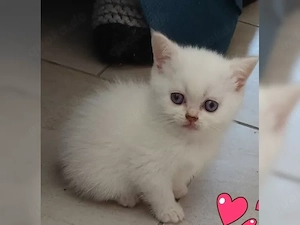 Bkh Kitten