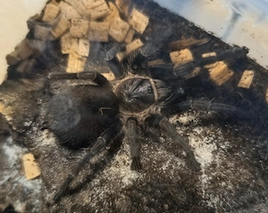 Phormictopus  sp. salinas Bild 3