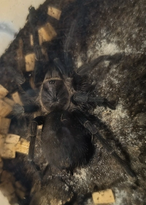 Phormictopus  sp. salinas