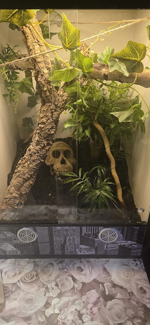 Terrarium mit Kronengecko 